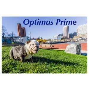 Meet your Posher, Chris